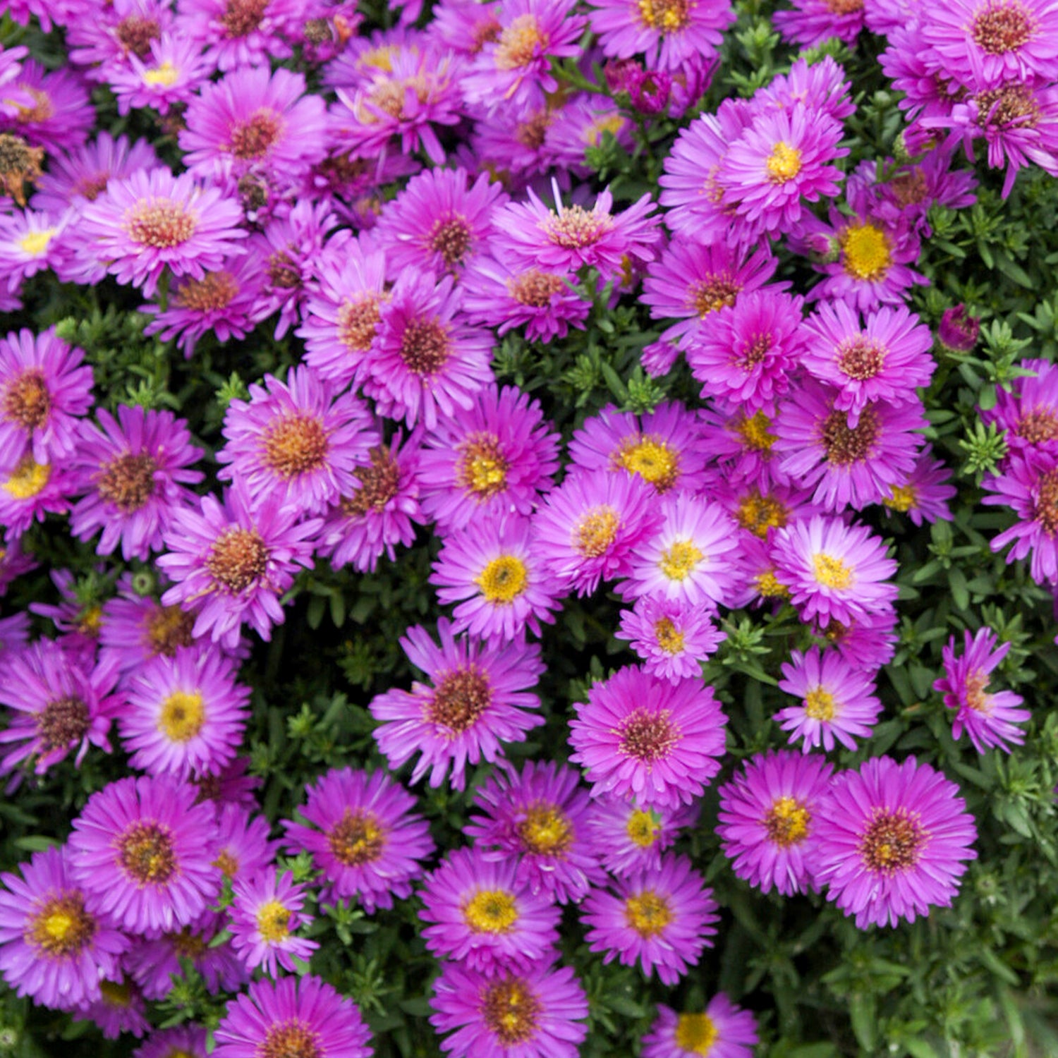 Aster novi-belgii - Belgische aster