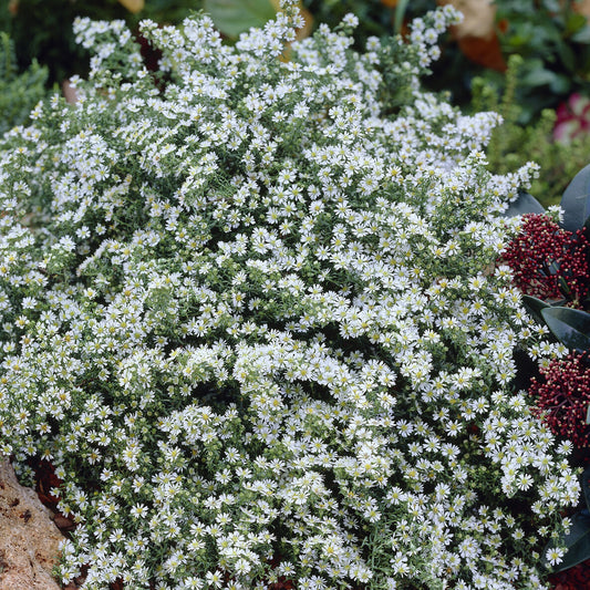 Aster Snowflurry (x3)