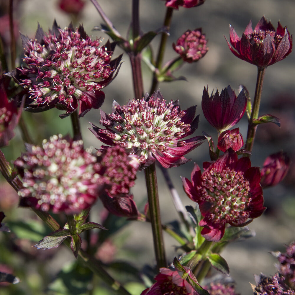 Astrantia