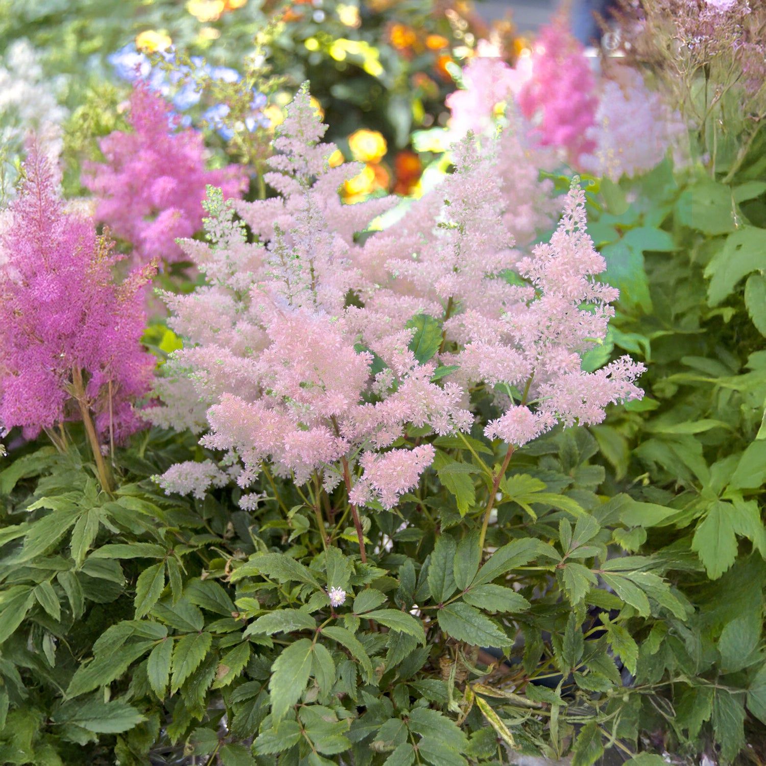 Astilbe japonica Europa - Pluimspirea 'Europa' - Bloeiende vaste planten