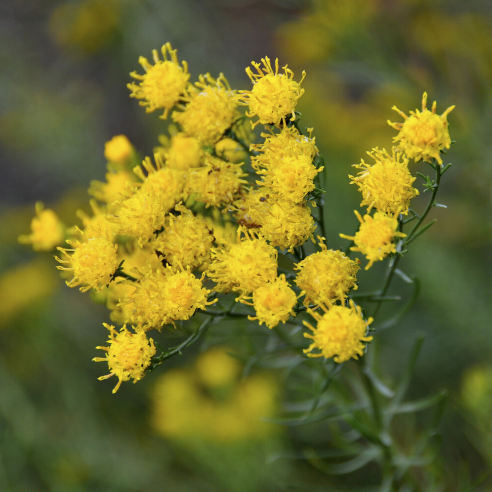 Aster linosyris - Kalkaster - Aster