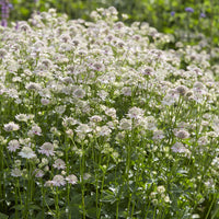Zeeuws knoopje Florence - Astrantia major Florence - Bakker