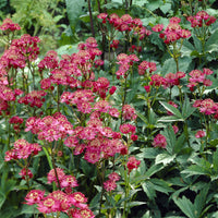 Zeeuws knoopje Ruby wedding - Astrantia major Ruby Wedding - Bakker