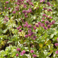 Zeeuws knoopje Venice - Astrantia major Venice - Bakker