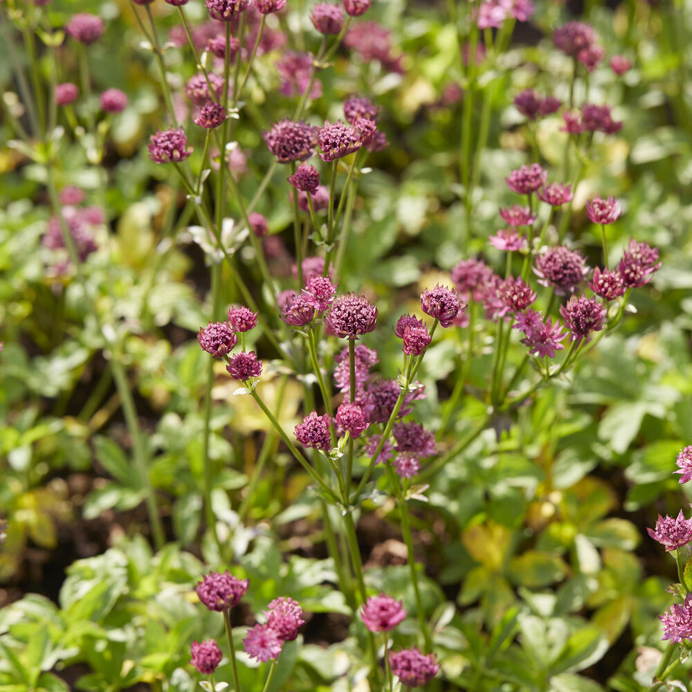 Zeeuws knoopje Venice - Astrantia major Venice - Bakker