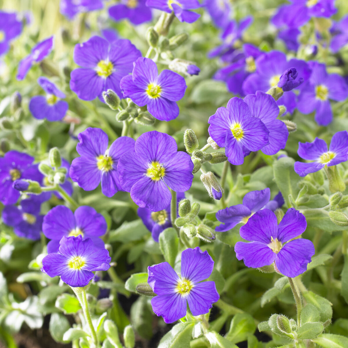 Randjesbloem / Blauwkussen Cascade Blue - Bakker