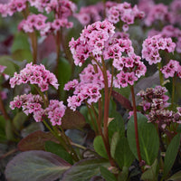 Bergenia - Schoenlappersplant (x3) - Bergenia cordifolia