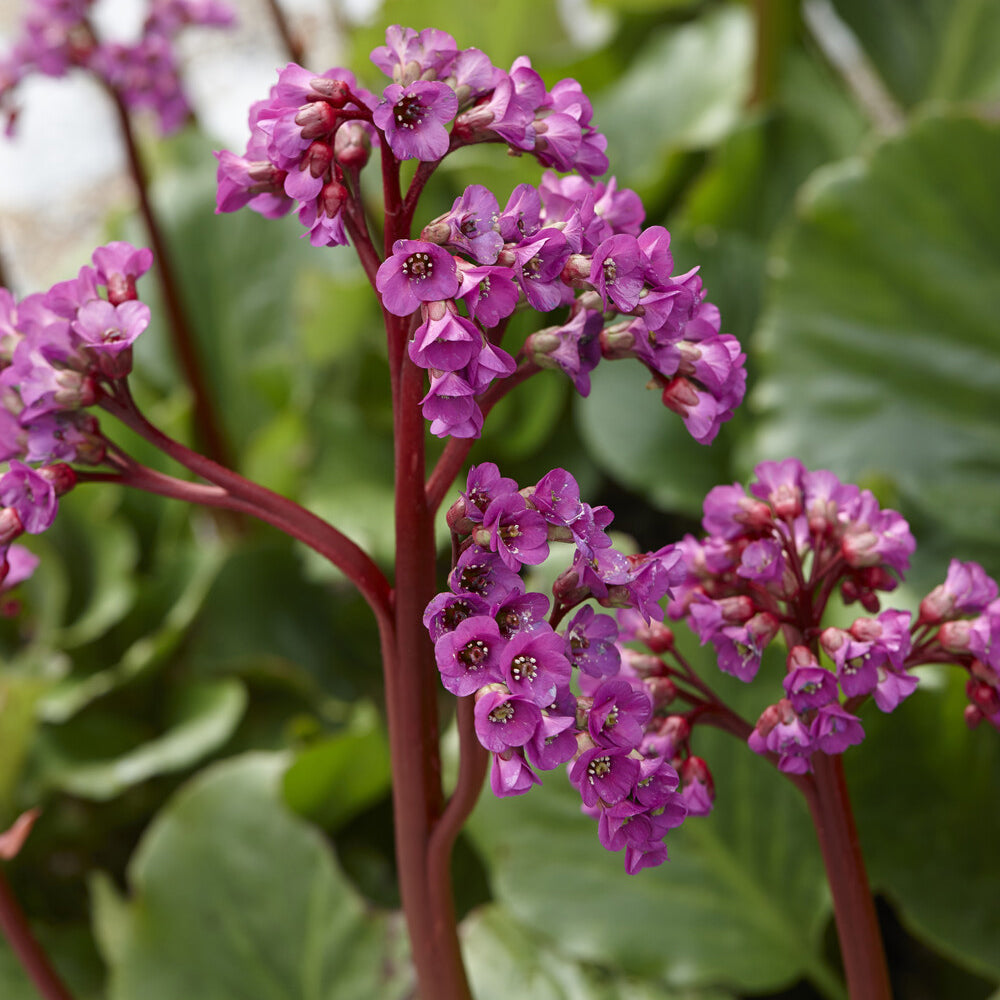 Bergenia cordifolia - Hartbladige bergénie