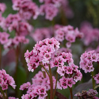 Bergenia cordifolia - Schoenlappersplant (x3) - Bergenia
