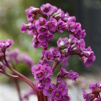 Schoenlappersplant (x3) - Bergenia cordifolia - Bakker