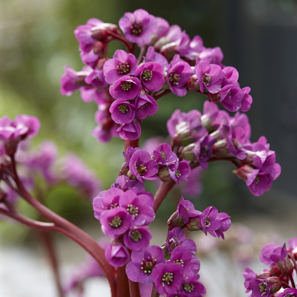 Schoenlappersplant - Bergenia cordifolia - Bakker