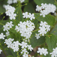 Brunnera macrophylla Betty Bowring - Kaukasische vergeet-mij-niet Betty Bowring - Myosotis
