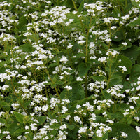 Kaukasische vergeet-mij-niet Betty Bowring - Brunnera macrophylla Betty Bowring - Bakker