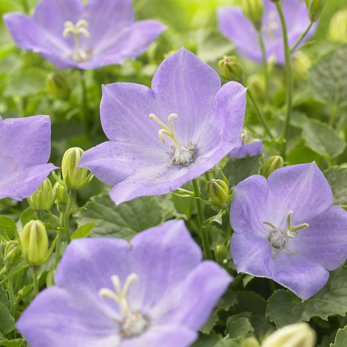 Klokjesbloem Blaue Clips - Campanula carpatica Blaue Clips - Bakker
