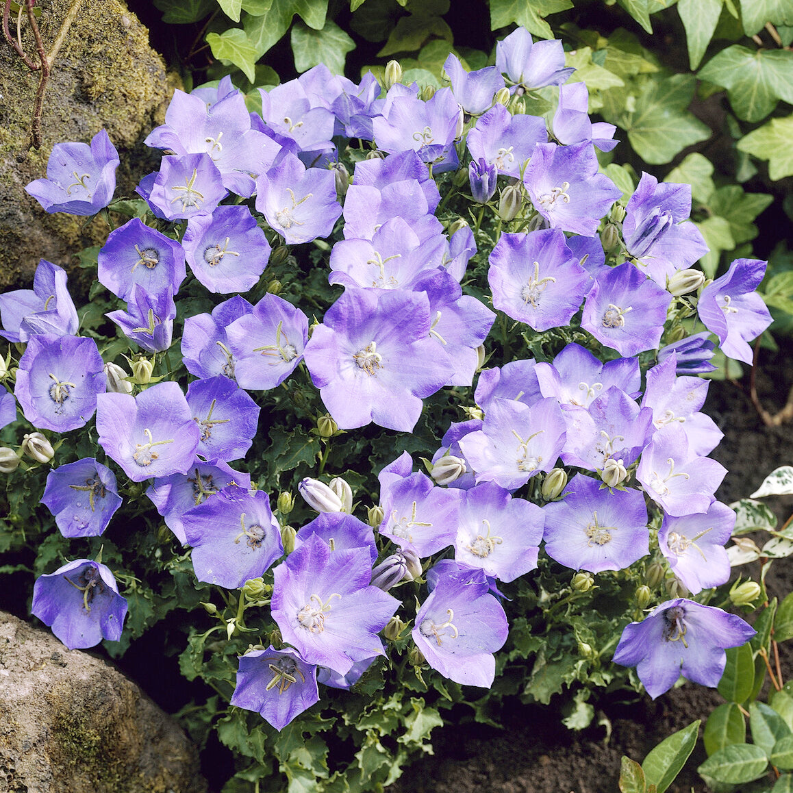 Campanula carpatica - Karpatenklokje