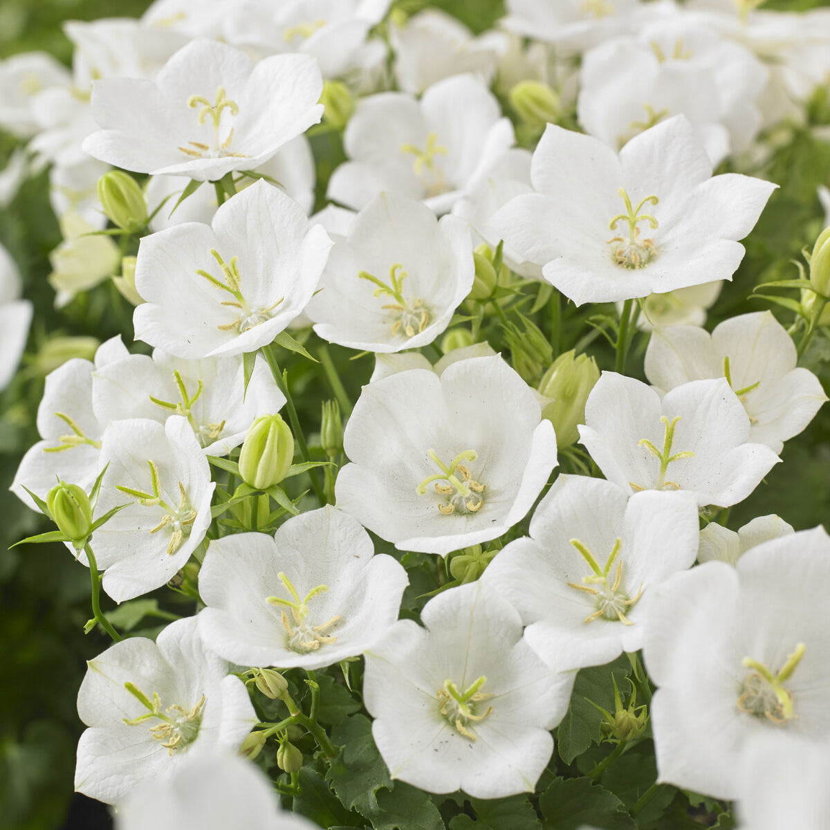 Campanula carpatica - Karpatenklokje