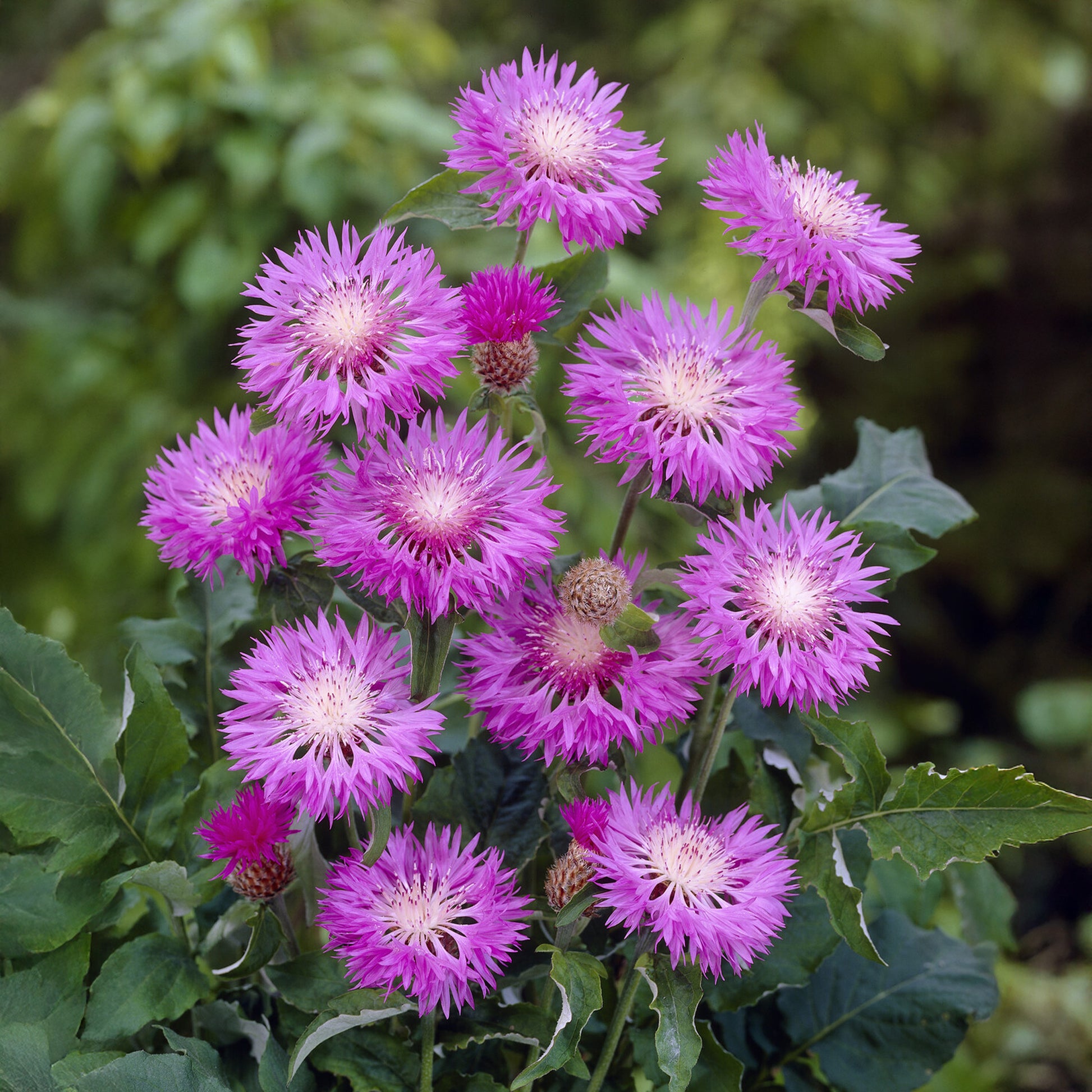 Centaurea hypoleuca 'John Coutts' / Korenbloem - Centaurea hypoleuca john coutts - Bakker