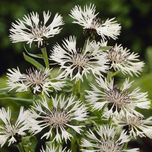 Korenbloem 'Alba'