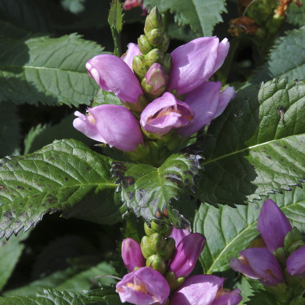 Schildpadbloem - Chelone obliqua - Bakker