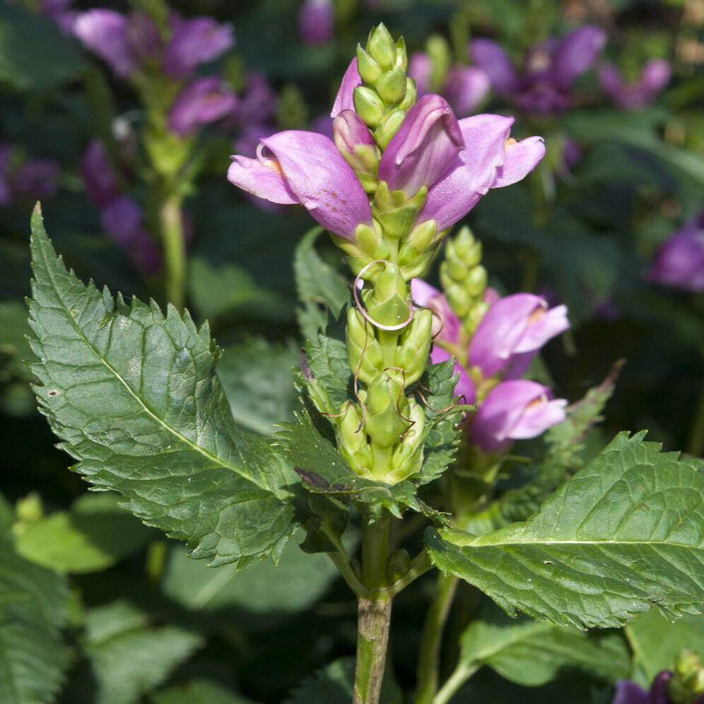 Verkoop Schildpadbloem - Chelone obliqua
