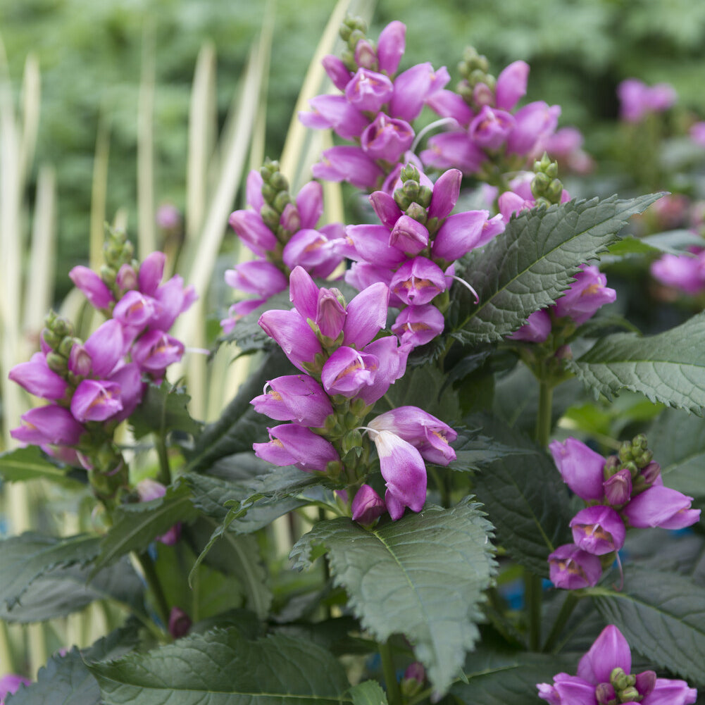 Chelone obliqua - Schildpadbloem - Vaste planten