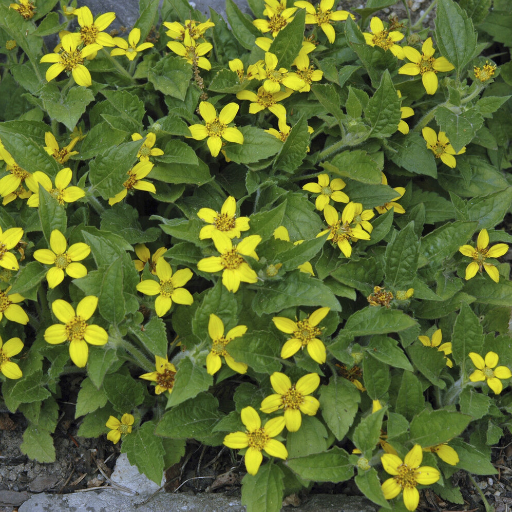 Chrysogonum virginianum - Goudkorfje - Vaste planten