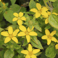 Vaste planten - Goudkorfje - Chrysogonum virginianum