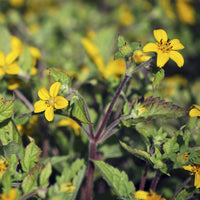 Goudkorfje - Chrysogonum virginianum - Bakker
