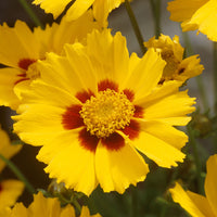 Coreopsis lanceolata Sterntaler - Meisjesogen Sterntaler - Bloeiende vaste planten