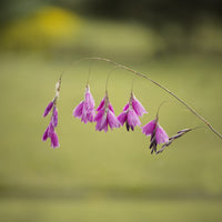 Klokkengraslelie - Dierama pulcherrimum - Bakker