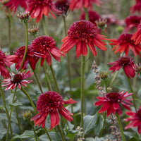 Zonnehoed Eccentric - Echinacea purpurea Eccentric - Bakker