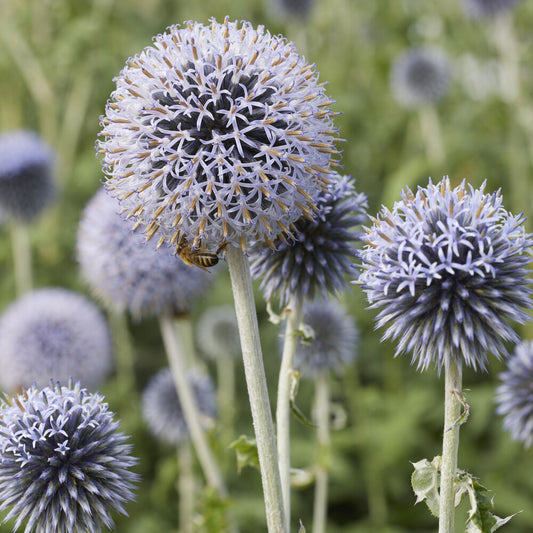 Kogeldistel Blue