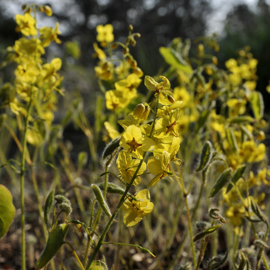 Haarbladige elfenbloem - Bakker