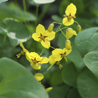 Haarbladige elfenbloem - Epimedium pinnatum subsp. colchicum - Bakker