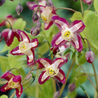 Verkoop Elfenbloem red - Epimedium rubrum