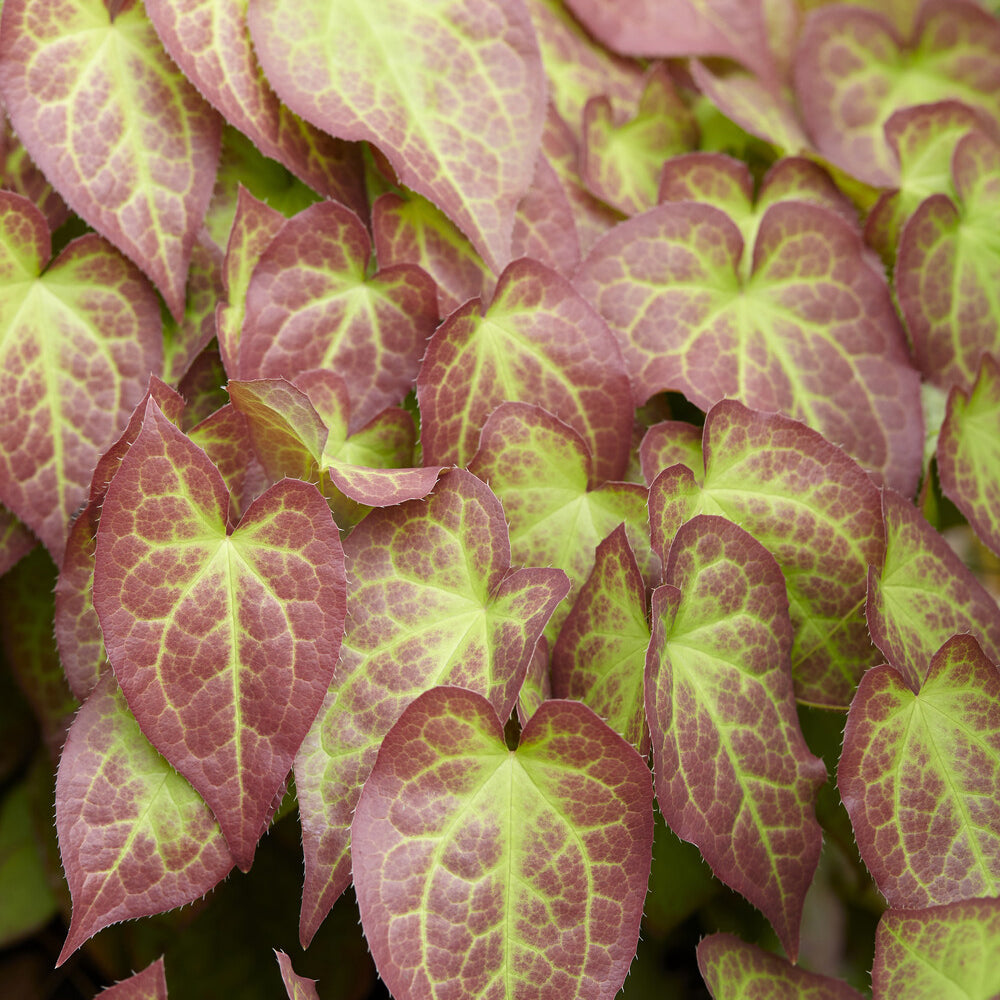 Elfenbloem red - Epimedium rubrum - Bakker