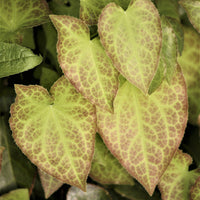 Epimedium rubrum - Elfenbloem red - Epimedium