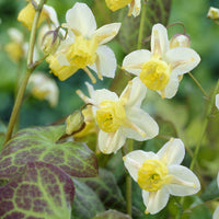 Vaste planten - Elfenbloem Sulphureum - Epimedium versicolor Sulphureum
