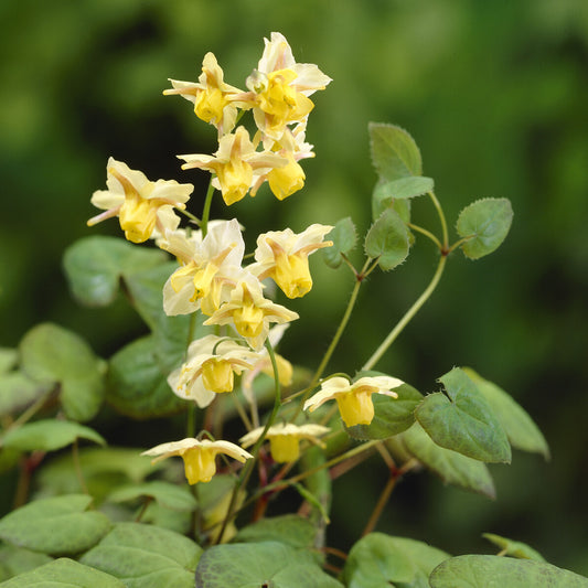 Elfenbloem Sulphureum