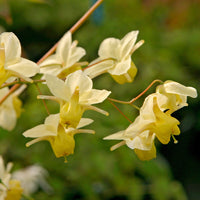 Epimedium versicolor Sulphureum - Elfenbloem Sulphureum - Vaste planten