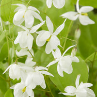 Elfenbloem Niveum - Epimedium youngianum Niveum - Bakker