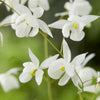 Elfenbloem Niveum - Bakker