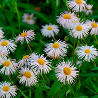 Erigeron Sommerneuschnee - Fijnstraal Sommerneuschnee - Erigeron