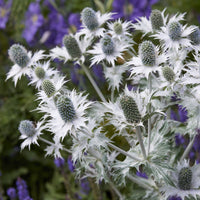Eryngium giganteum - Kruisdistel - Kruisdistel