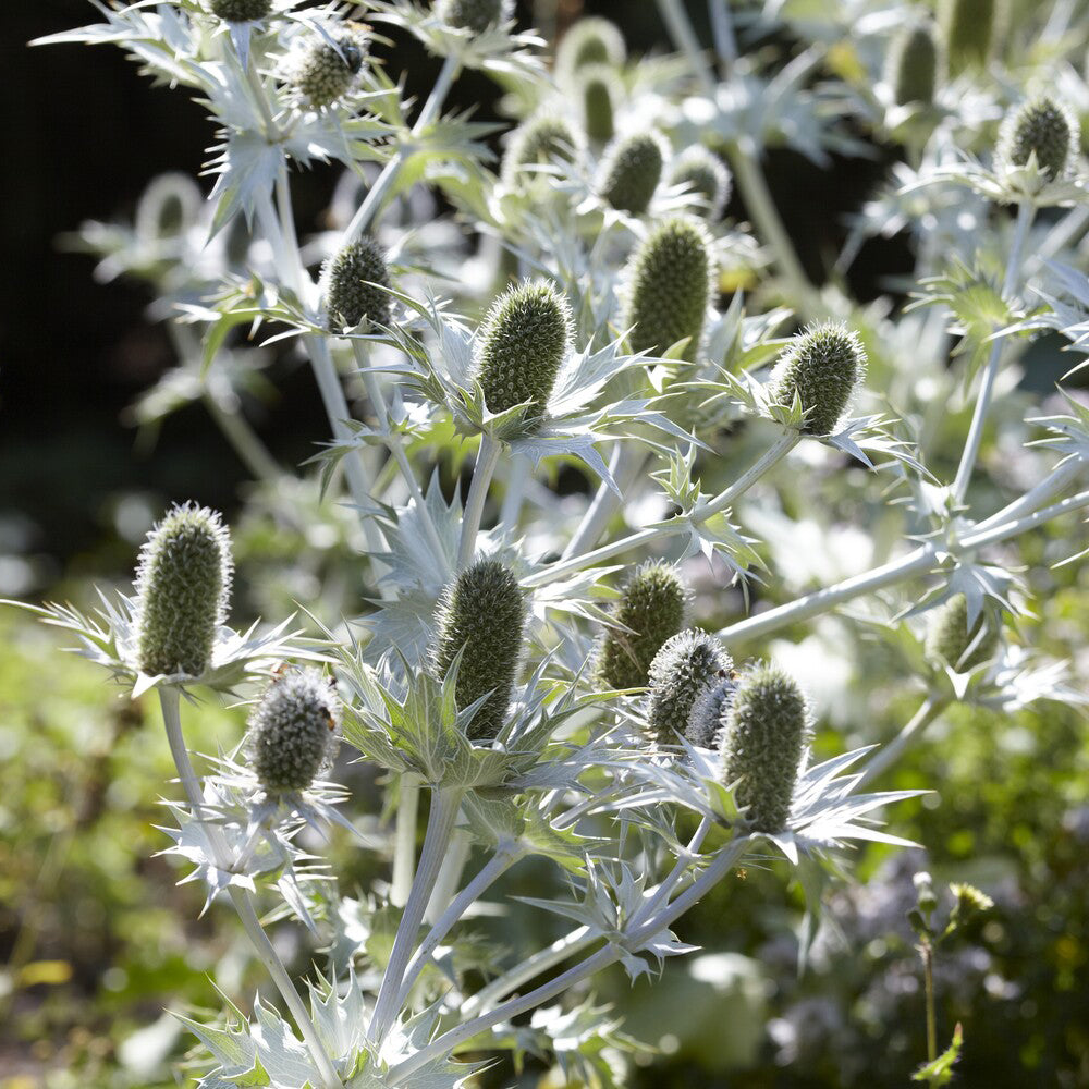 Kruisdistel - Eryngium giganteum - Bakker