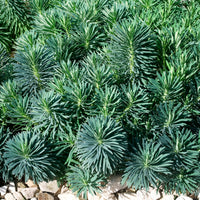 Wolfsmelk - Wolfsmelk Blue Wonder - Euphorbia characias blue wonder