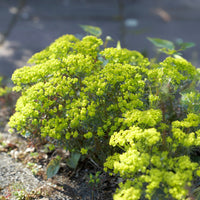 Wolfsmelk - Wolfsmelk Clarice Howard - Euphorbia cyparissias clarice howard