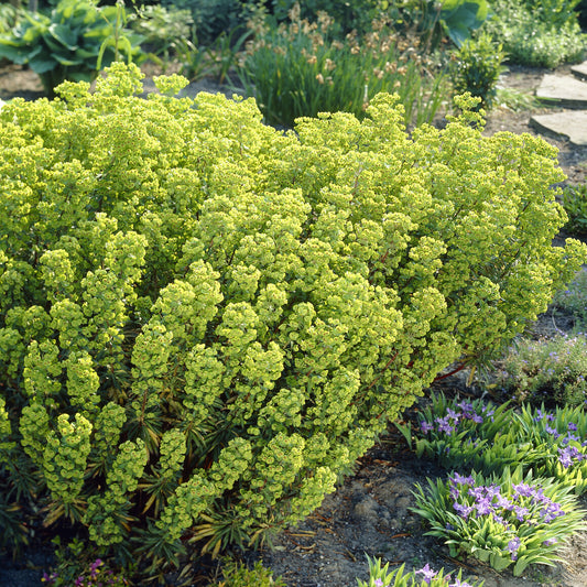 Wolfsmelk Martin - Bakker