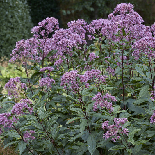 Leverkruid Phantom - Bakker