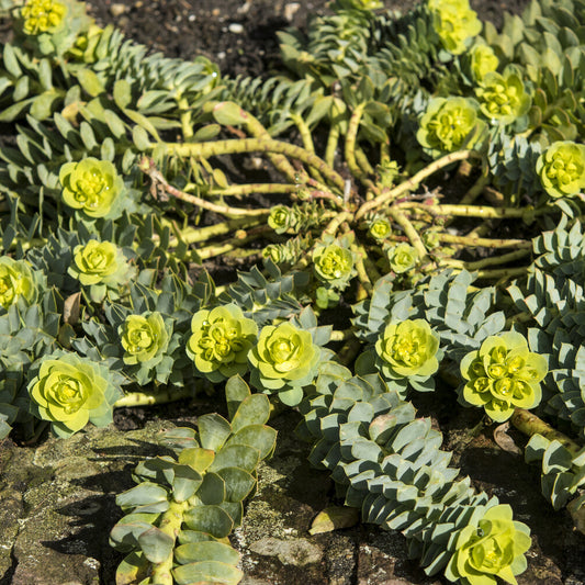 Wolfsmelks Corse - Bakker